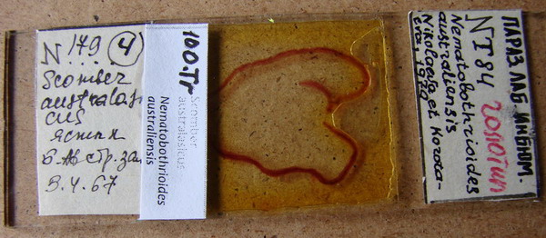 Collection item 100.Tr