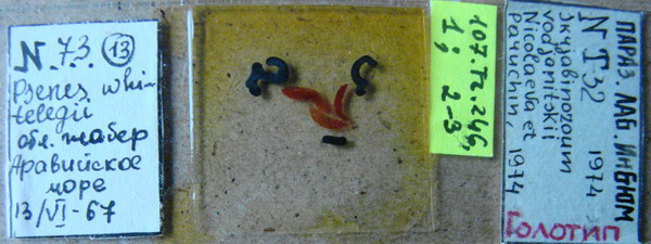 Collection item 107.C