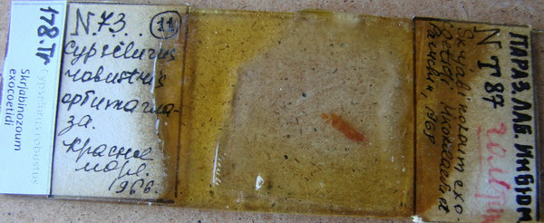 Collection item 178.Tr