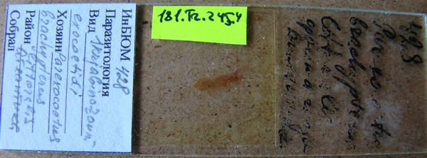 Collection item 181.Tr