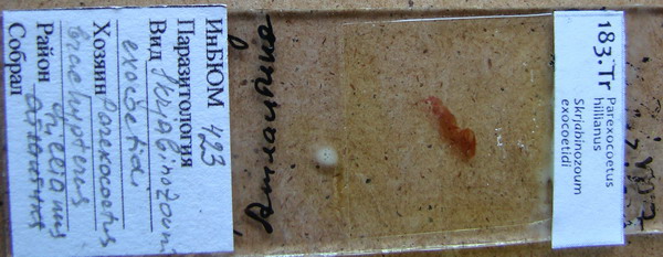 Collection item 183.Tr