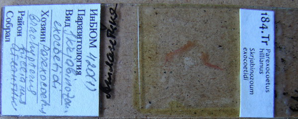 Collection item 184.Tr