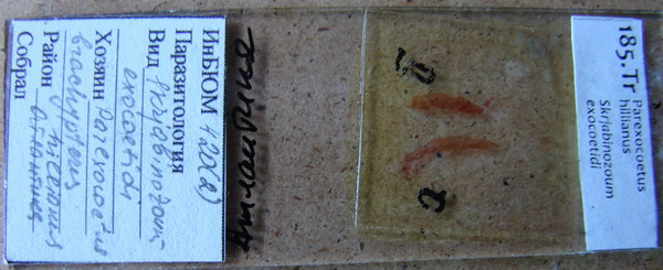 Collection item 185.Tr