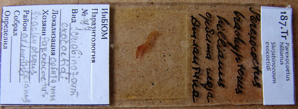 Collection item 187.Tr