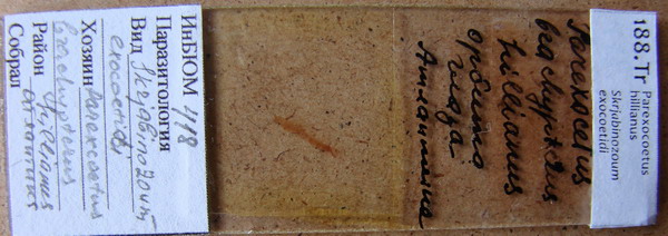 Collection item 188.Tr