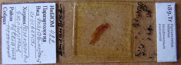 Collection item 189.Tr