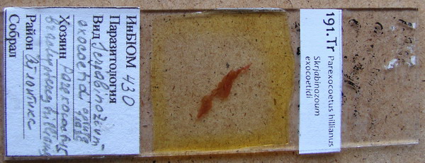 Collection item 191.Tr