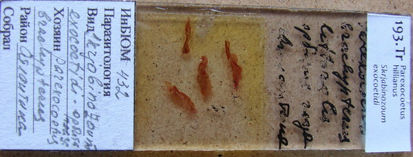 Collection item 193.Tr