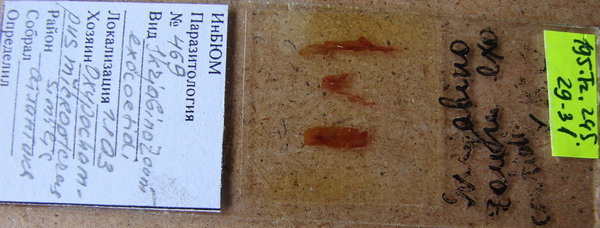 Collection item 195.Tr