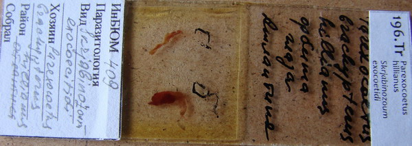 Collection item 196.Tr