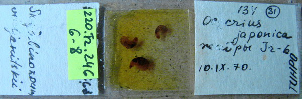 Collection item 220.Tr