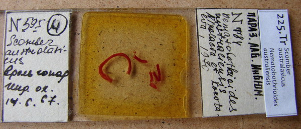 Collection item 225.Tr