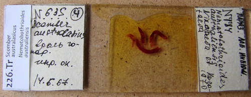 Collection item 226.Tr