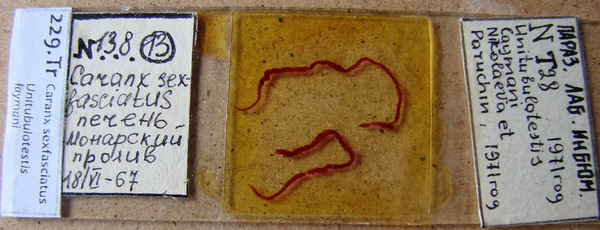 Collection item 229.Tr