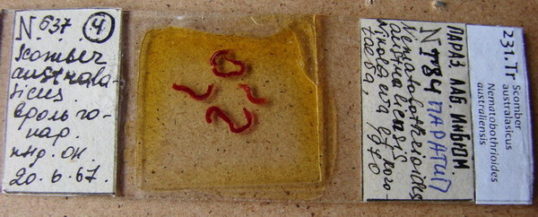 Collection item 231.Tr