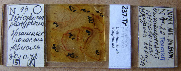 Collection item 237.Tr