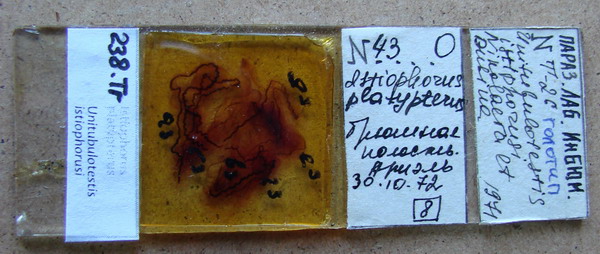 Collection item 238.Tr