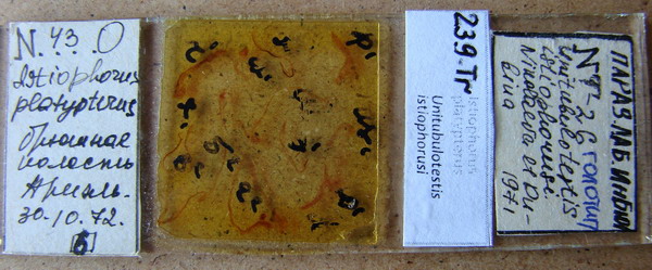 Collection item 239.Tr