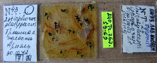 Collection item 240.Tr