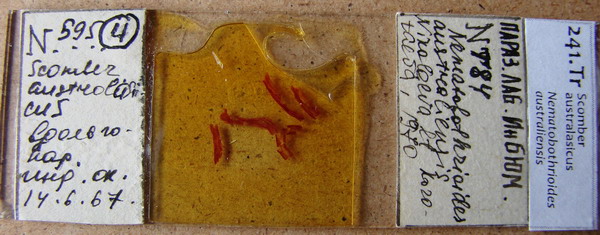 Collection item 241.Tr