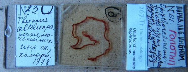 Collection item 267.Tr