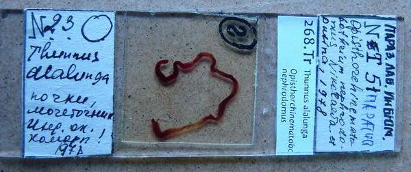 Collection item 268.Tr