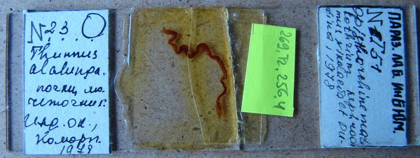 Collection item 269.Tr