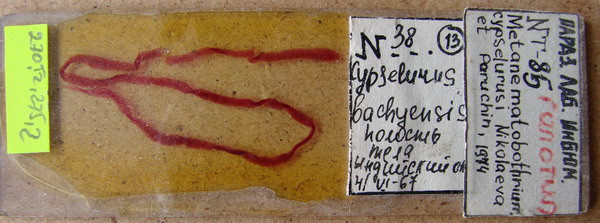 Collection item 270.Tr