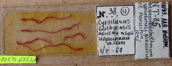 Collection item 271.Tr