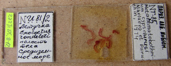 Collection item 272.Tr