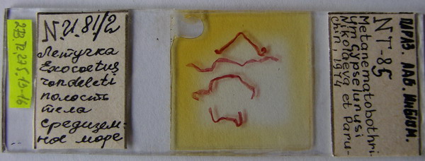 Collection item 273.Tr