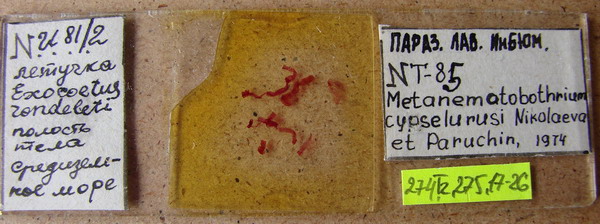 Collection item 274.Tr