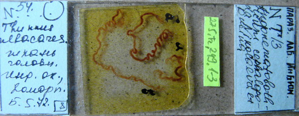 Collection item 275.Tr