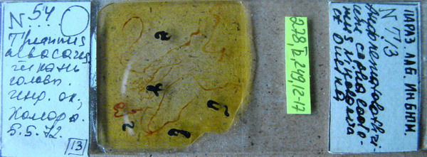 Collection item 278.Tr