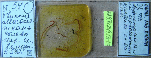 Collection item 279.Tr