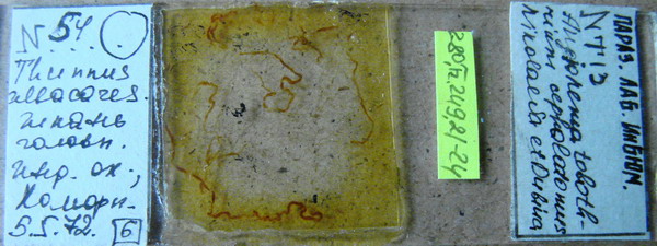 Collection item 280.Tr