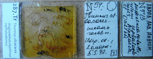 Collection item 281.Tr