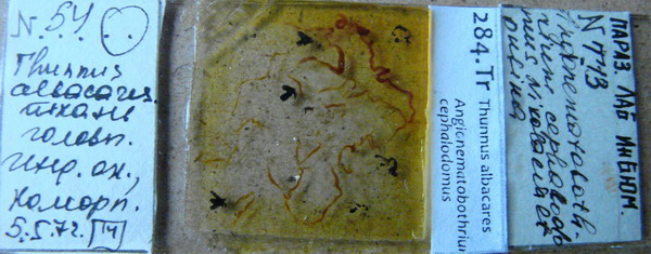 Collection item 284.Tr