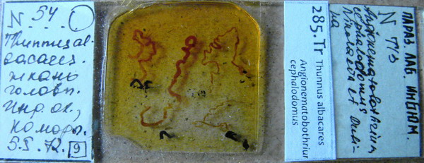 Collection item 285.Tr