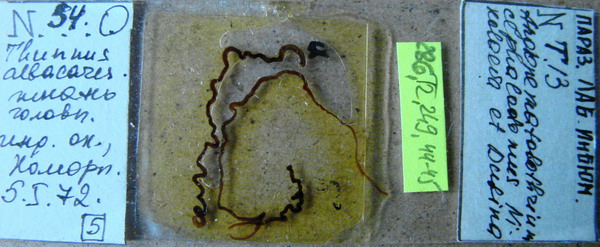 Collection item 286.Tr