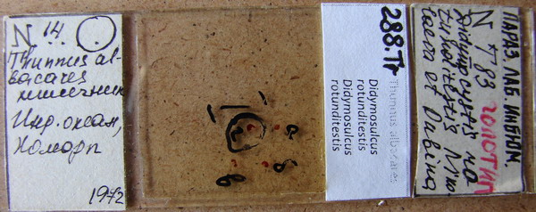 Collection item 288.Tr