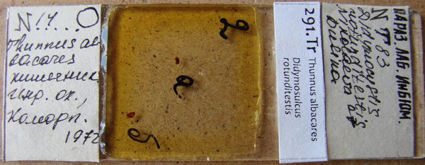 Collection item 291.Tr