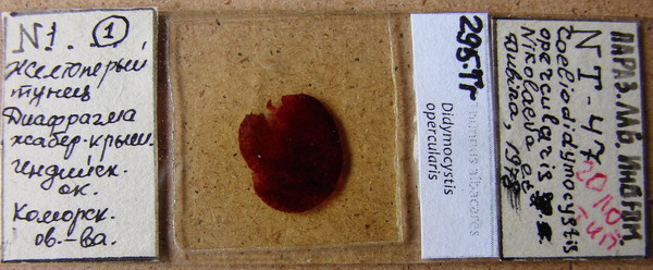 Collection item 295.Tr