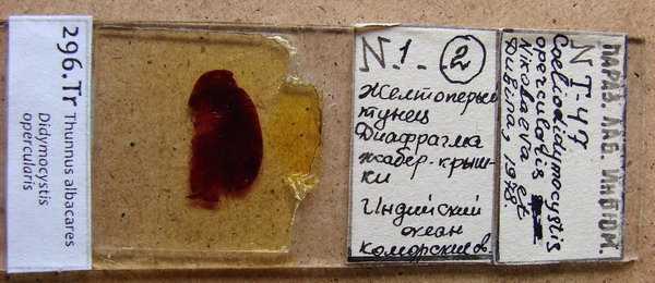 Collection item 296.Tr