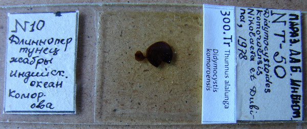 Collection item 300.Tr