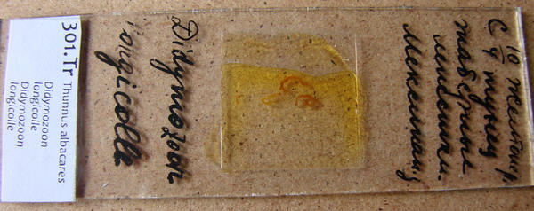 Collection item 301.Tr