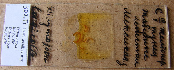 Collection item 302.Tr