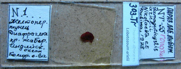 Collection item 303.Tr