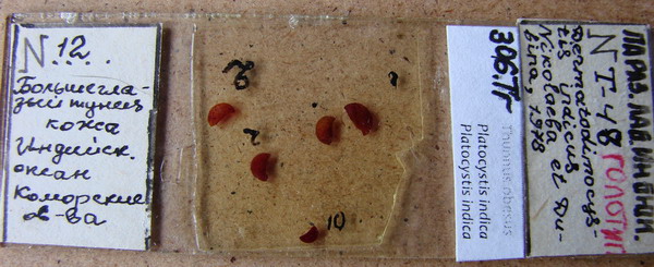 Collection item 306.Tr