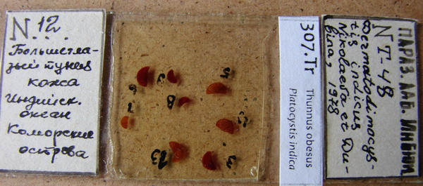 Collection item 307.Tr